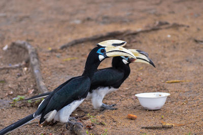 Bird perching on a land