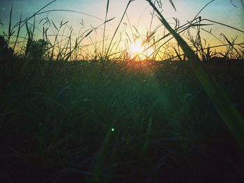 Sun shining through plants on field