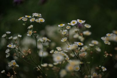 Close-up of flowers