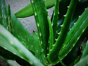 Close-up of cactus