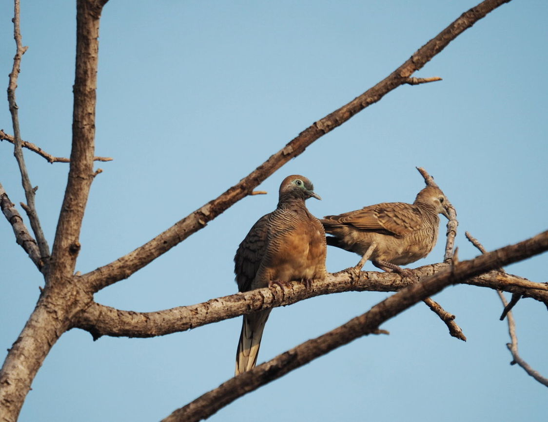 Nature and wildlife photography, birds collections, Peaceful Doves, beauty in nature