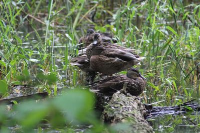 Duck in water