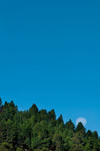 Low angle view of trees against clear blue sky