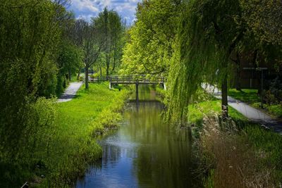 Scenic view of lake amidst trees in forest