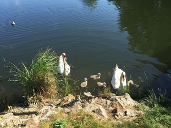 Birds swimming in lake