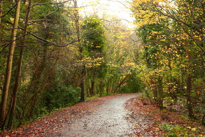 Road amidst trees in forest during autumn