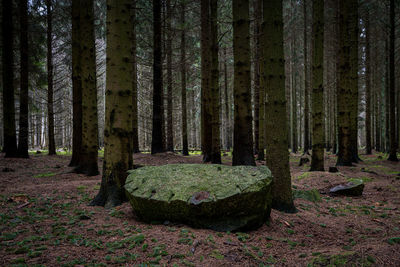 Trees and plants on field in forest