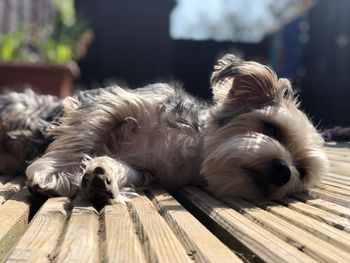 Close-up of dog sleeping on wood