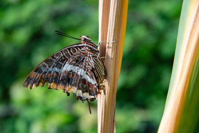 Butterfly on leaf