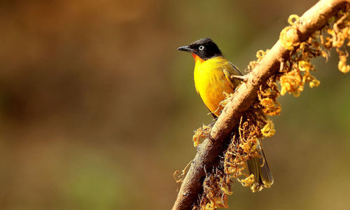 Close-up of bird perching on a plant