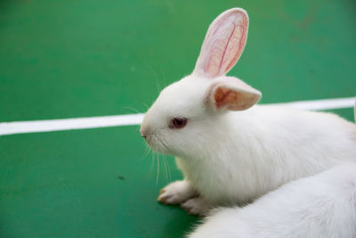 Close-up of white cat