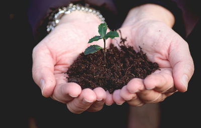 Cropped image of hands holding seedling