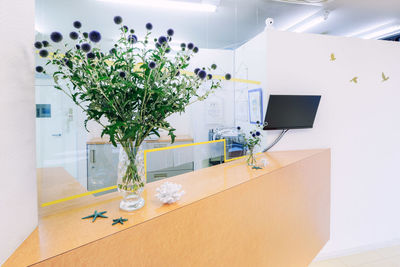 Potted plant on table