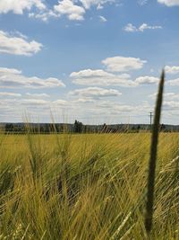 Scenic view of agricultural field against sky