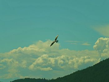 Low angle view of bird flying against sky