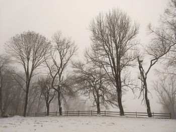 Bare trees on snow covered land