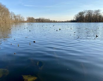 View of ducks swimming in lake