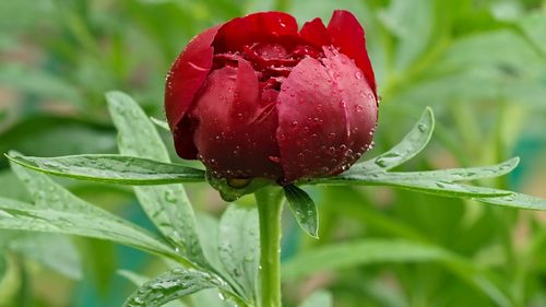 Close-up of wet red rose flower