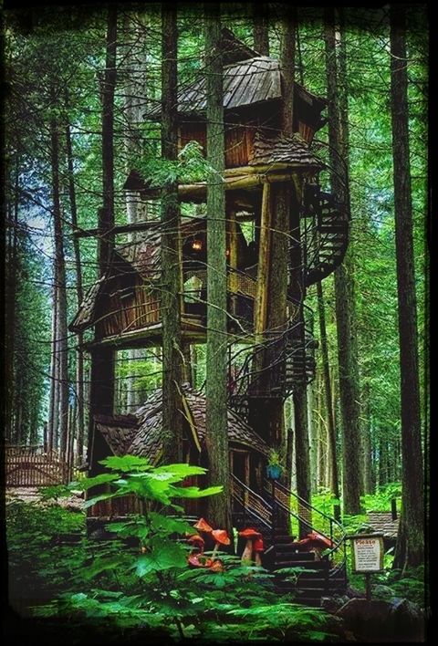 tree, built structure, architecture, abandoned, transfer print, growth, wood - material, auto post production filter, old, obsolete, plant, building exterior, damaged, house, green color, run-down, day, forest, deterioration, outdoors