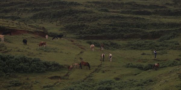 Flock of sheep grazing in field