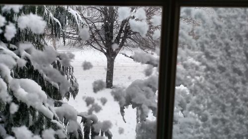 Close-up of snow covered land and trees