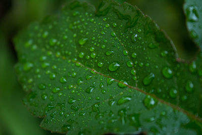 Close-up of raindrops on leaves