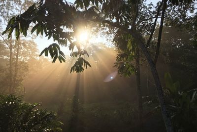 Sunlight streaming through trees in forest