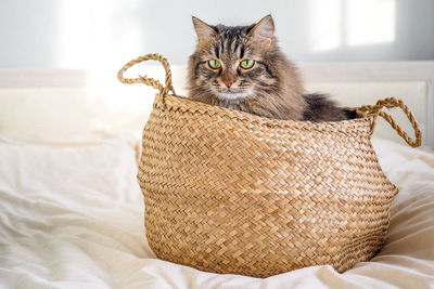 Tabby siberian domestic cat sitting in brown basket on the white blanket on bed