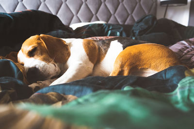 Dog sleeping on bed