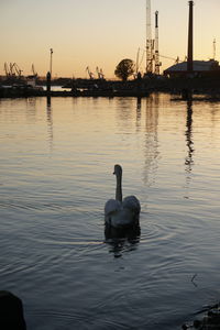 Swan swimming in lake against sky during sunset