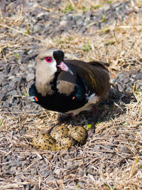 High angle view of womb potecting her eggs on field