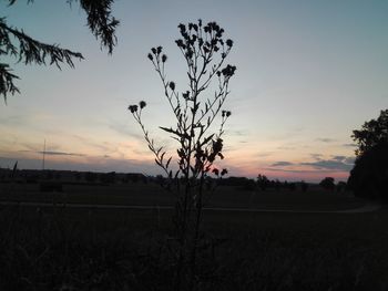 Silhouette plant on field against sky during sunset