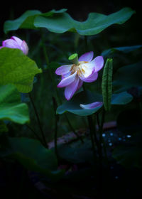 Close-up of purple flowering plant