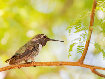 Close-up of bird perching on tree