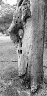 Close-up of tree trunk on field