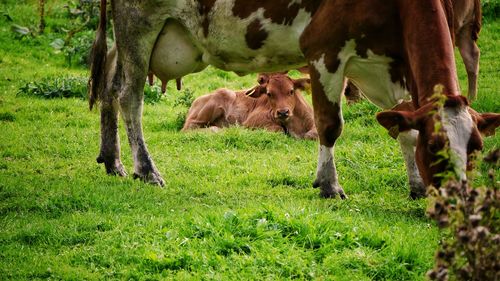 Cows grazing on field