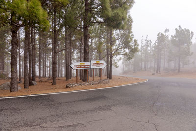 Empty road amidst trees in city