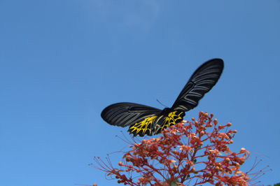 Low angle view of butterfly on flower