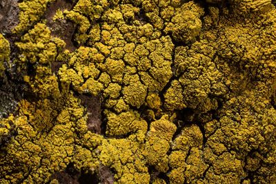 Full frame shot of yellow plants