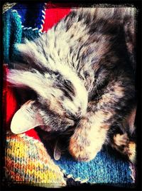 Close-up of cat sleeping