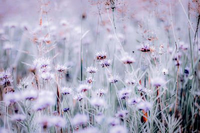 Close-up of insect on purple flowering plants