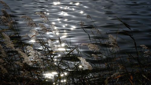 High angle view of plants in lake