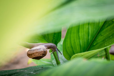 Close-up of snail on leaf