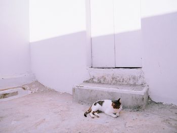 Cat relaxing on wall