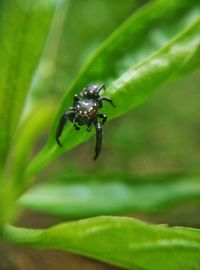 Close-up of insect on leaf