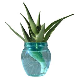 aloe