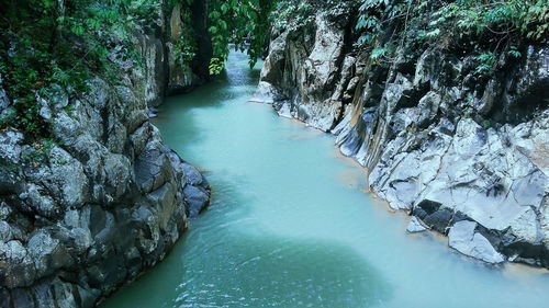 Scenic view of river amidst trees in forest