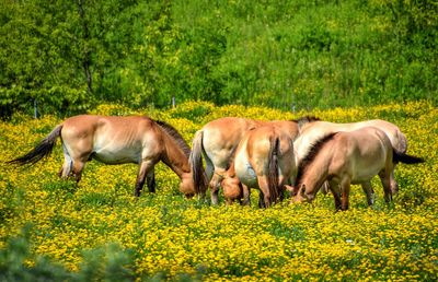 Horses grazing on field