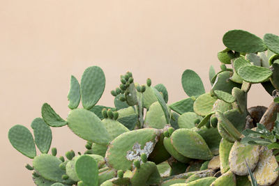 Close-up of succulent plant against white background