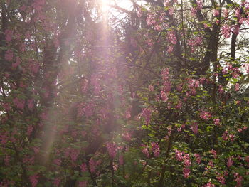 Flowers growing on tree